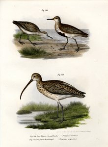 डनलिन, 1864 द्वारा जर्मन स्कूल