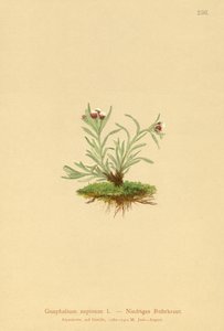 मानव CUDWEED (ग्लेकोमा लापरवाह स्थिति) द्वारा जर्मन स्कूल
