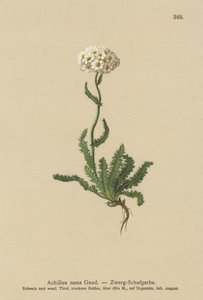 बौना Milfoil द्वारा जर्मन स्कूल