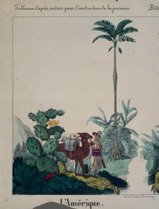 F. Wentzel, Weissenburg, 1840 (379942 में भी देखें) द्वारा प्रकाशित, दक्षिण अमेरिका के वनस्पतियों और जीवों की विशेषता वाले शैक्षिक पोस्टर
