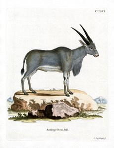 एलैंड एंटेलोप (रंगीन उत्कीर्णन) द्वारा जर्मन स्कूल