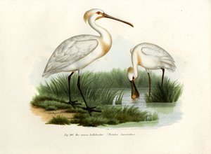 यूरेशियन स्पूनबिल, 1864 द्वारा जर्मन स्कूल