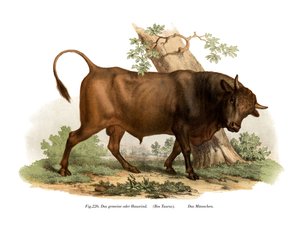 यूरोपीय मवेशी, 1860 द्वारा जर्मन स्कूल
