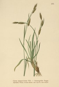 सदाबहार प्रतिज्ञा (Carex sempervirens) द्वारा जर्मन स्कूल