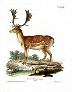 परती हिरण (रंगीन उत्कीर्णन) द्वारा जर्मन स्कूल