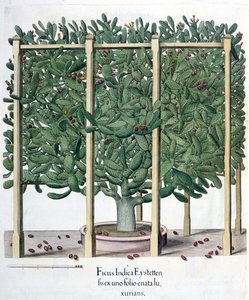 बेसिल बेस्लर (1561-1629), पब द्वारा होर्टस इस्टेटेंसिस से फिकस इंडिका इस्टेटेंसिस, पब। 1613 द्वारा जर्मन स्कूल