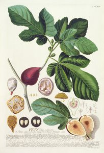 एक वनस्पति पुस्तक, पब से जोहान जैकब हैड (1704-67) की प्लेट 73 द्वारा उत्कीर्ण चित्र ऑगस्टस विंद द्वारा द्वारा जर्मन स्कूल