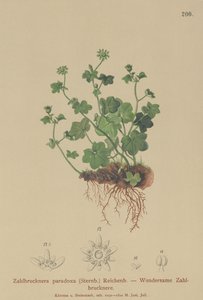 Fragile Saxifrage (Zahlbrucknera paradoxa, Saxifraga paradoxa) द्वारा जर्मन स्कूल