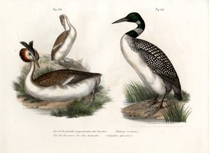 ग्रेट क्रेस्टेड ग्रीबे, 1864 द्वारा जर्मन स्कूल