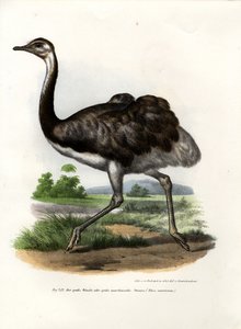 ग्रेटर रिया, 1864 द्वारा जर्मन स्कूल