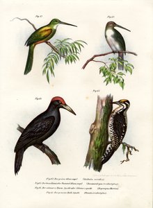 ग्रीन-टेल्ड जैमर, 1864 द्वारा जर्मन स्कूल