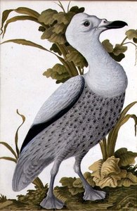 ग्रे गूज, c.1740 (कागज पर पानी के रंग का) द्वारा जर्मन स्कूल