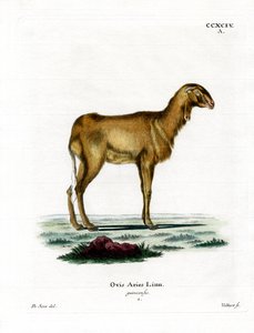 गिनी भेड़ (रंगीन उत्कीर्णन) द्वारा जर्मन स्कूल
