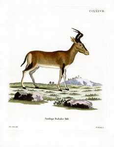 हार्टबीस्ट (रंगीन उत्कीर्णन) द्वारा जर्मन स्कूल
