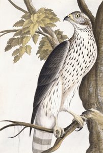 हॉक, 1750-1800 द्वारा जर्मन स्कूल