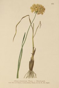 हीथ लहसुन (Allium चिह्नों, हार्ड लहसुन, एलियम graminifolium) द्वारा जर्मन स्कूल