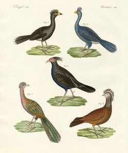 गर्म देशों के मुर्गी जैसे पक्षी (रंगीन उत्कीर्णन) द्वारा जर्मन स्कूल