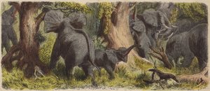 एक अफ्रीकी जंगल में हाथियों का झुंड (रंगीन उत्कीर्णन) द्वारा जर्मन स्कूल