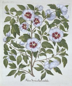 बेसिल बेस्लर (1561-1629), पब द्वारा हॉर्टस सिस्टेक्टस से हिबिस्कस सिरिअसस। 1613 (हाथ से सजी नक्काशी) द्वारा जर्मन स्कूल