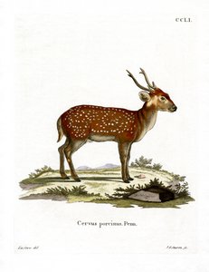 हॉग हिरण (रंगीन उत्कीर्णन) द्वारा जर्मन स्कूल