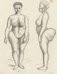 Hottentot वीनस (उत्कीर्णन) द्वारा जर्मन स्कूल