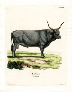 हंगेरियन स्टेपी मवेशी (रंगीन उत्कीर्णन) द्वारा जर्मन स्कूल