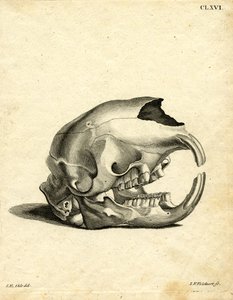 Hyrax खोपड़ी (रंगीन उत्कीर्णन) द्वारा जर्मन स्कूल