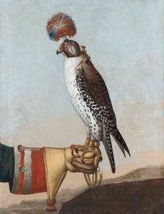 आइसलैंडिक गेराल्कोन, 1759 द्वारा जर्मन स्कूल
