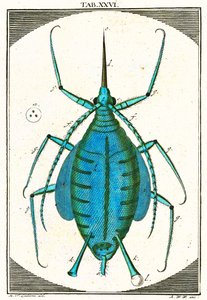 एफिड का चित्रण, संग्रहालय माइक्रोस्कोपिक, 1764 (रंग उत्कीर्णन) द्वारा जर्मन स्कूल