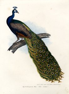 इंडियन ब्लू पीफॉवल, 1864 द्वारा जर्मन स्कूल