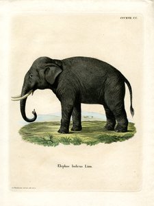 भारतीय हाथी (रंगीन उत्कीर्णन) द्वारा जर्मन स्कूल
