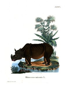 भारतीय गैंडा (रंगीन उत्कीर्णन) द्वारा जर्मन स्कूल