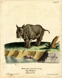 भारतीय गैंडा (रंगीन उत्कीर्णन) द्वारा जर्मन स्कूल