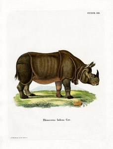 भारतीय गैंडा (रंगीन उत्कीर्णन) द्वारा जर्मन स्कूल