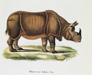 भारतीय गैंडे (राइनोसेरोस इंडिकस), जोहान क्रिश्चियन डैनियल वॉन श्रेबर (1739-1810) द्वारा विवरण के साथ प्रकृति से चित्रित स्तनधारियों से, ए फ्लेशमैन द्वारा उत्कीर्णन और ड्राइंग, खंड 6-7, तालिका 317-डीडी, जर्मनी द्वारा जर्मन स्कूल