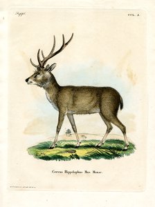Javan Rusa (coloured engraving) द्वारा जर्मन स्कूल