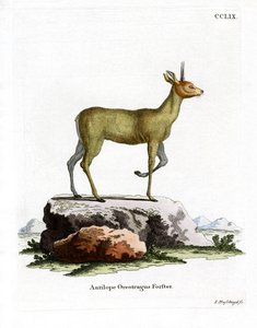 क्लिपस्प्रिंगर (रंगीन उत्कीर्णन) द्वारा जर्मन स्कूल