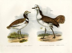 लिटिल बस्टर्ड, 1864 द्वारा जर्मन स्कूल