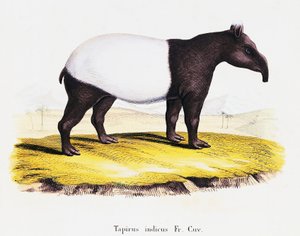 जोहान क्रिश्चियन डैनियल वॉन श्रेबर (1739-1810) द्वारा विवरण के साथ प्रकृति से चित्रित स्तनधारियों से मलायन तपीर (टेपिरस इंडिकस), सी वेबर द्वारा ड्राइंग के बाद ए फ्लेशमैन द्वारा उत्कीर्ण, खंड 6-7, तालिका 319-ए, जर्मनी द्वारा जर्मन स्कूल