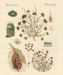 ढालना द्वारा जर्मन स्कूल