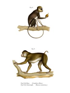 मोना बंदर, 1860 द्वारा जर्मन स्कूल