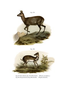 कस्तूरी मृग, 1860 द्वारा जर्मन स्कूल