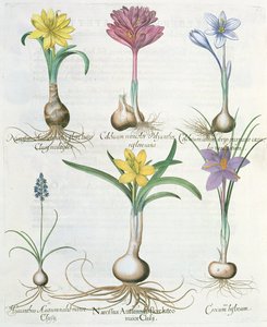 Narcissi, Crocuses and Hyacinth: 1.Narcissus शरद ऋतु; 2. हायसिंथस शरद ऋतु; 3. क्रोकम बाइफ्लोरम; 4. कल्चियम एल्बम; 5. कोलेचियम वर्सीकोलर; 6. नार्सिसस शरद ऋतु, हॉर्टस आइस्टेटेंसिस से बा द्वारा जर्मन स्कूल