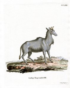 नीलगाय (रंगीन उत्कीर्णन) द्वारा जर्मन स्कूल