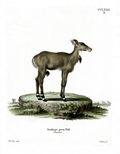 नीलगाय (रंगीन उत्कीर्णन) द्वारा जर्मन स्कूल