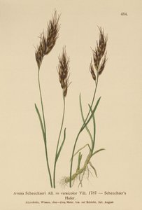 ओट-ग्रास (Avena Scheuchzeri, Avena versicolor, Avena alpina) द्वारा जर्मन स्कूल