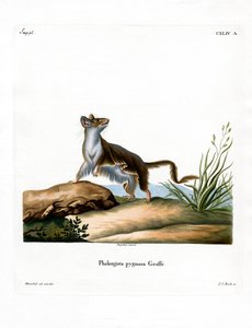 Opossum माउस (रंगीन उत्कीर्णन) द्वारा जर्मन स्कूल