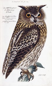 उल्लू, 1733-1763 द्वारा जर्मन स्कूल
