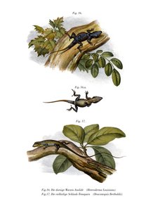 आड़ू Anole (रंग लिथो) द्वारा जर्मन स्कूल