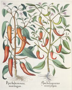मिर्च: भारतीय 1.Piper अधिकतम लंबाई; भारतीय 2.Piper तुलसी Besler (1561-1629), पब से Eystettensis से कम घुमावदार filiquis। 1613 द्वारा जर्मन स्कूल